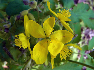 Chelidonium majus