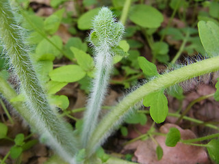 Chelidonium majus