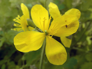 Chelidonium majus