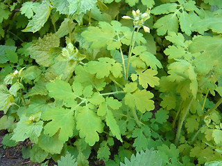 Chelidonium majus