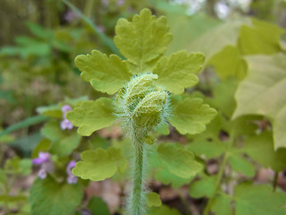 Chelidonium majus