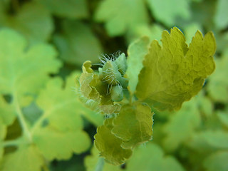 Chelidonium majus