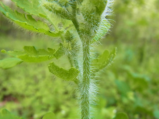 Chelidonium majus