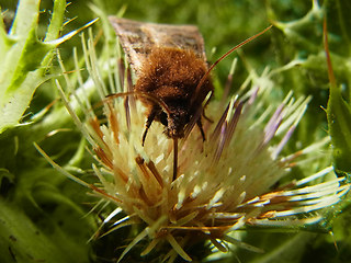 Chersotis cuprea