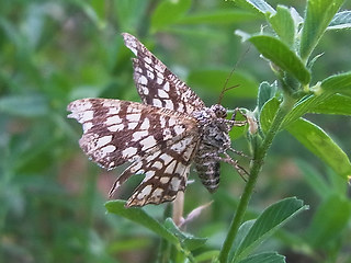 Chiasmia clathrata