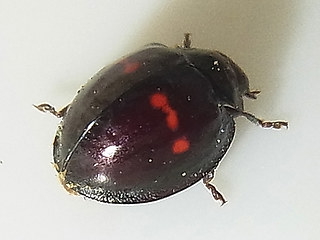 Chilocorus bipustulatus