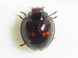 Chilocorus bipustulatus