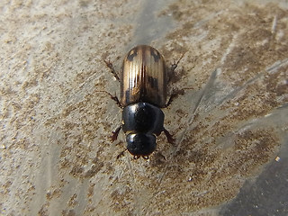 Chilothorax distinctus