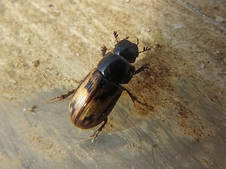 Chilothorax distinctus