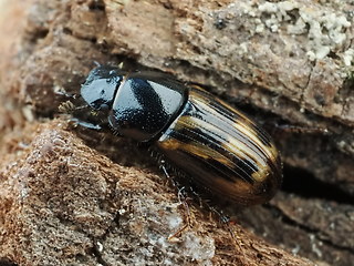 Chilothorax distinctus