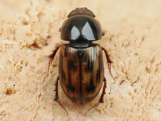 Chilothorax distinctus