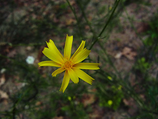 Chondrilla juncea