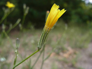 Chondrilla juncea