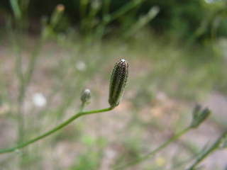 Chondrilla juncea