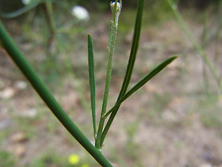 Chondrilla juncea