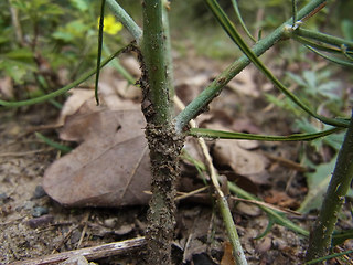 Chondrilla juncea