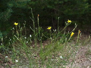 Chondrilla juncea