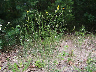 Chondrilla juncea