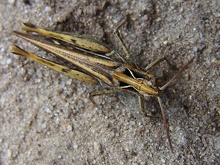 Chorthippus biguttulus