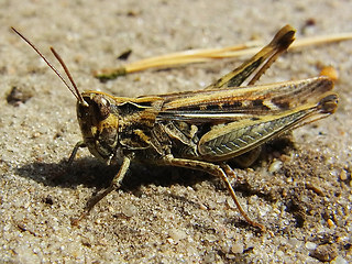 Chorthippus biguttulus
