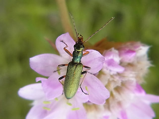 Chrysanthia nigricornis