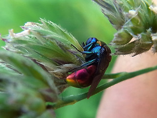 Chrysis viridula