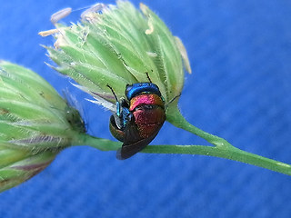 Chrysis viridula
