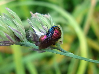 Chrysis viridula