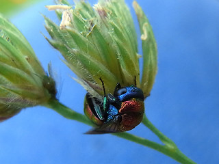 Chrysis viridula