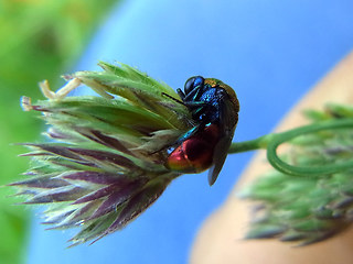 Chrysis viridula