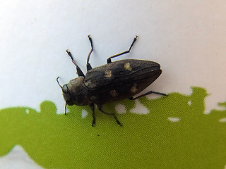 Chrysobothris affinis