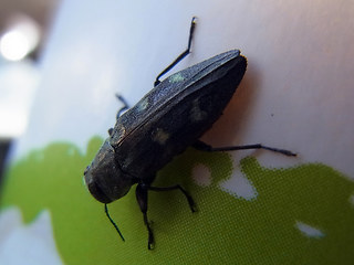 Chrysobothris affinis