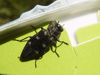 Chrysobothris affinis