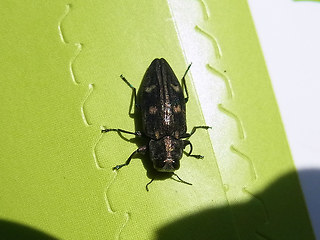 Chrysobothris affinis