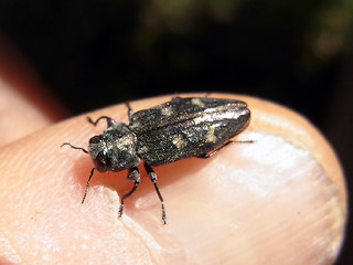 Chrysobothris affinis