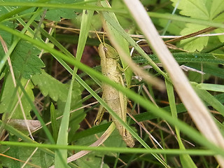 Chrysochraon dispar