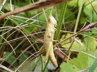 Chrysochraon dispar