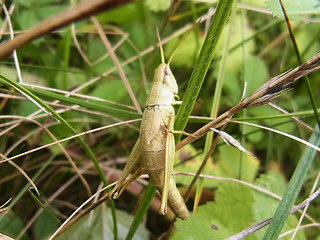 Chrysochraon dispar