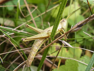 Chrysochraon dispar