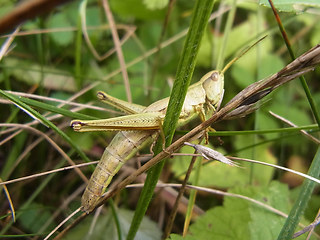 Chrysochraon dispar