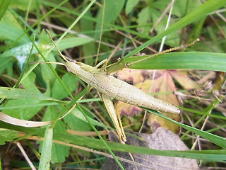 Chrysochraon dispar