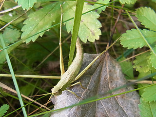 Chrysochraon dispar