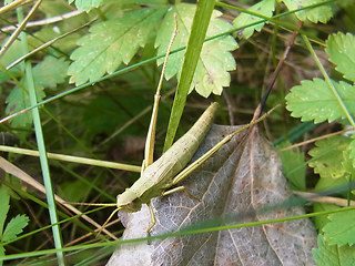 Chrysochraon dispar