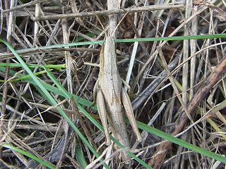 Chrysochraon dispar