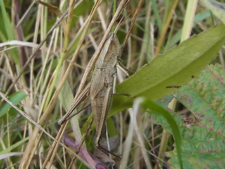 Chrysochraon dispar