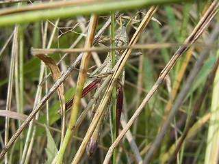 Chrysochraon dispar