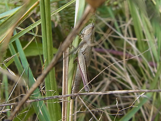 Chrysochraon dispar