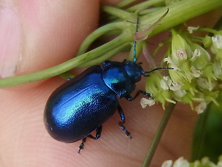 Chrysolina coerulans