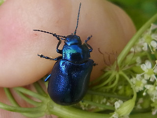 Chrysolina coerulans