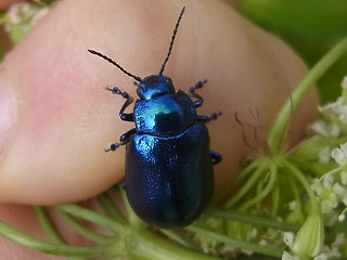 Chrysolina coerulans
